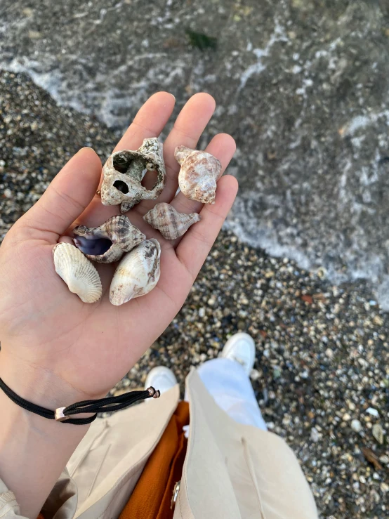 a person's hand holding small stuffed bears in shells