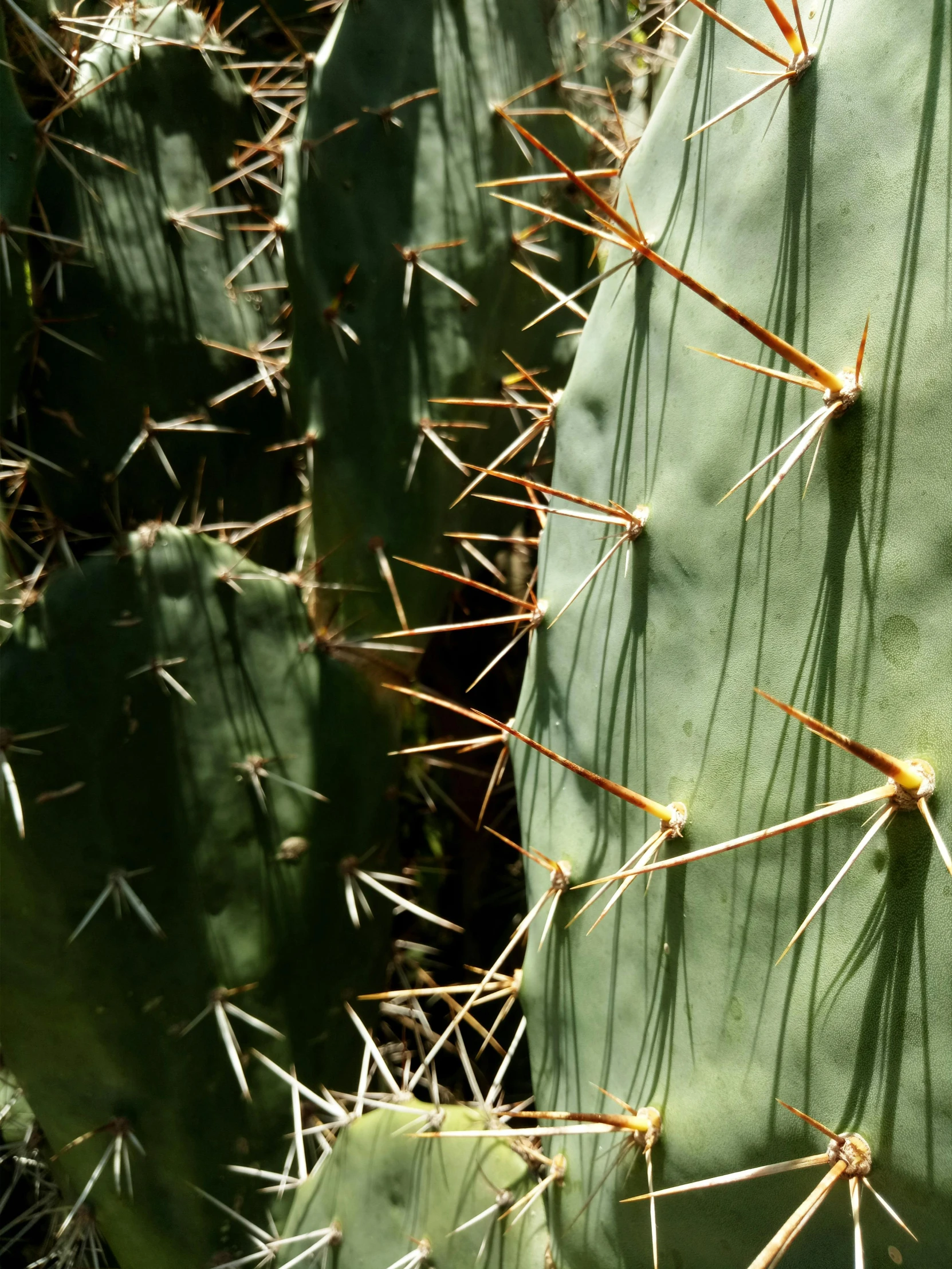 green cactus with sharp spikes growing out of it