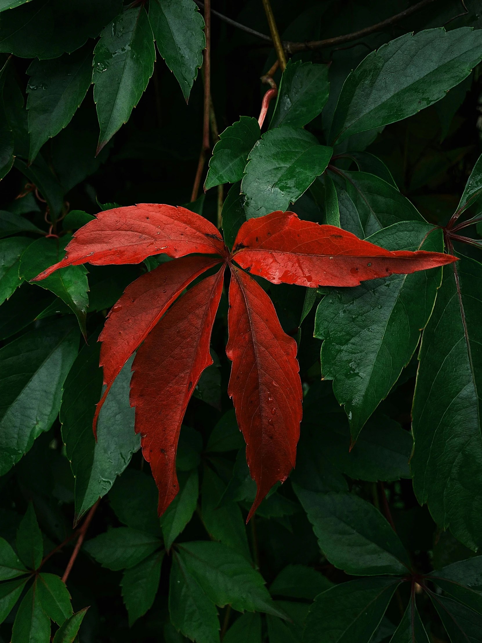 the leaves and fruit are beginning to grow