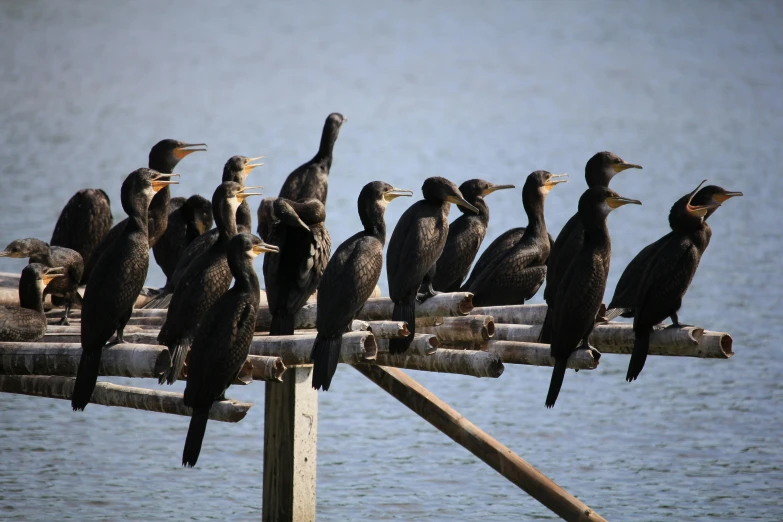 a bunch of birds that are sitting on some logs