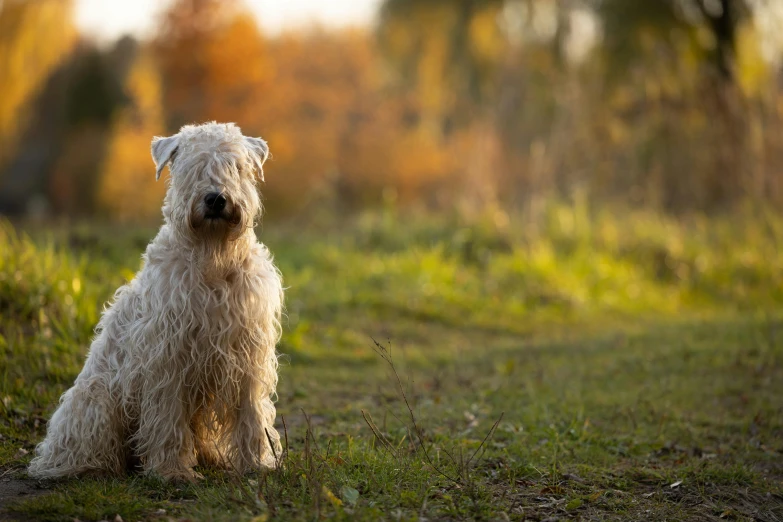 a white dog sits on grass and looks at the camera