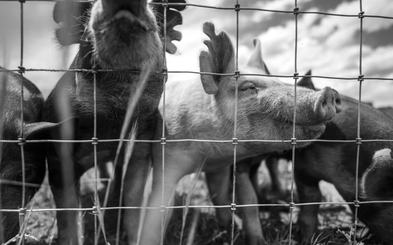 the cows in their pen are having their heads smashed