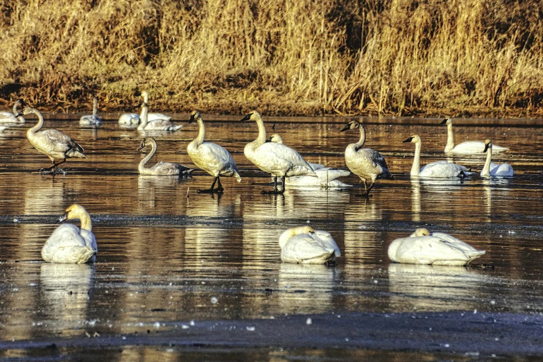 several geese are swimming on the water