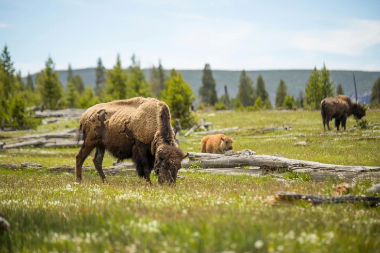 some bisons eating grass near a fallen tree