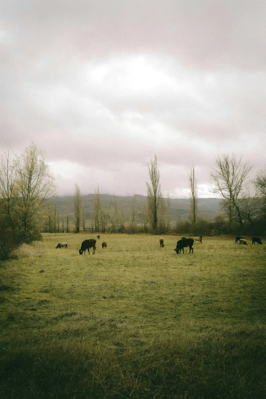 several cows eating grass in the middle of a field