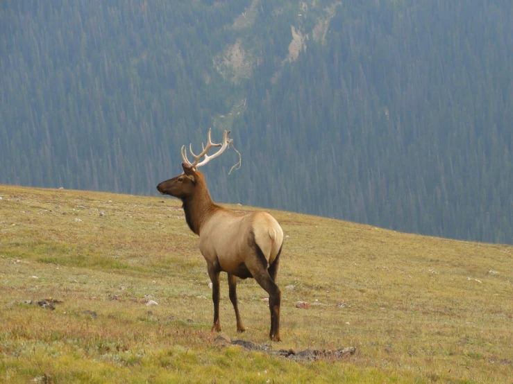 a deer standing on top of a green grass covered field