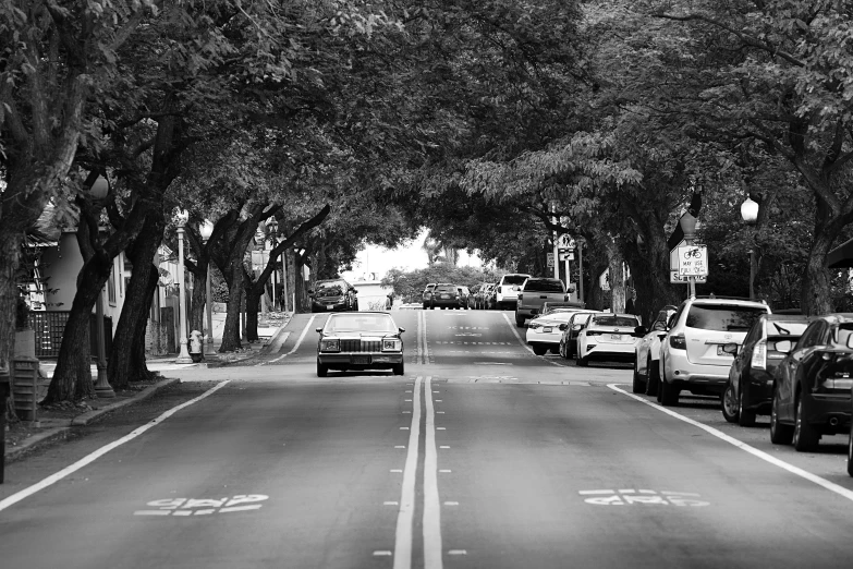 trees line a road in an area that's mostly covered by dark foliage