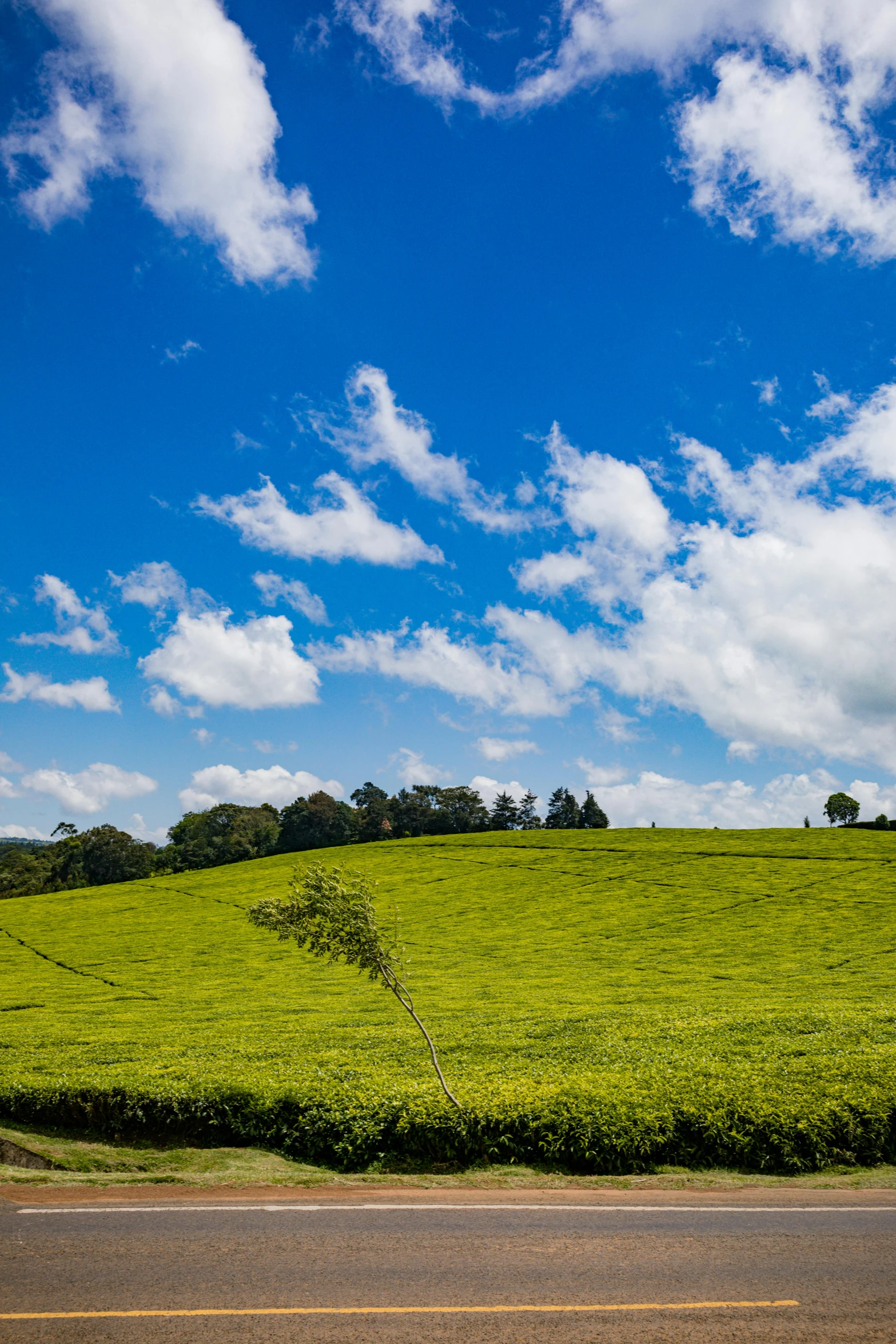 a green field with blue skies and clouds