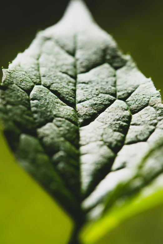 closeup s of a leaf that is not very shiny