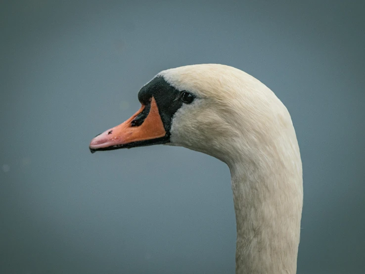 closeup of an adult white goose with brown beak