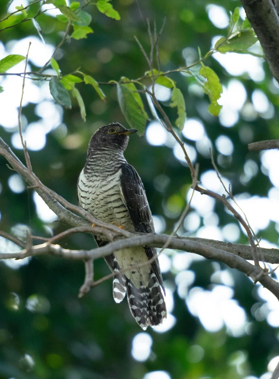 an adult bird perched on the nch of a tree