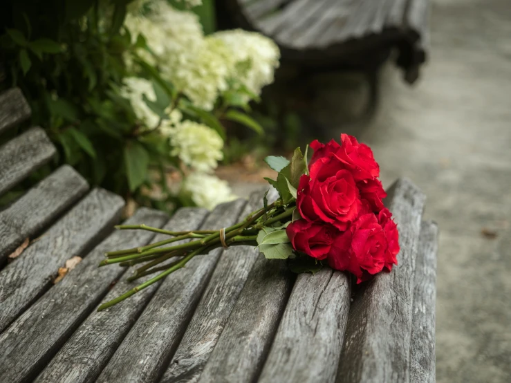 a single red rose on a bench in a garden