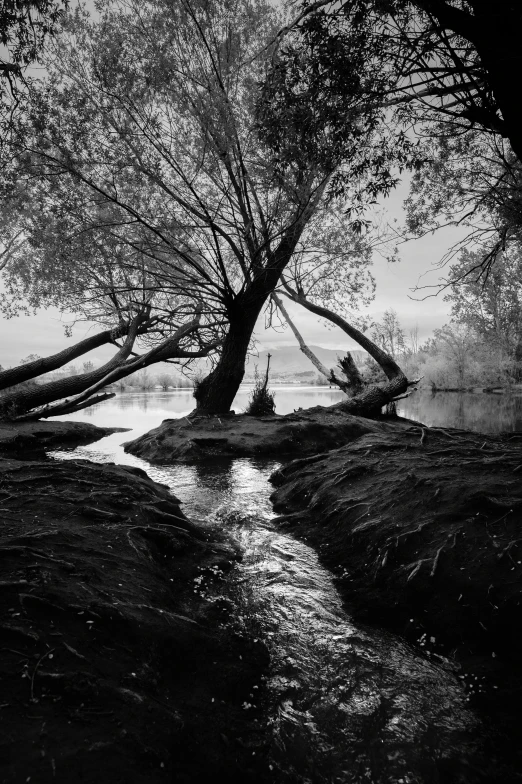 a stream that has trees in it and fog over it