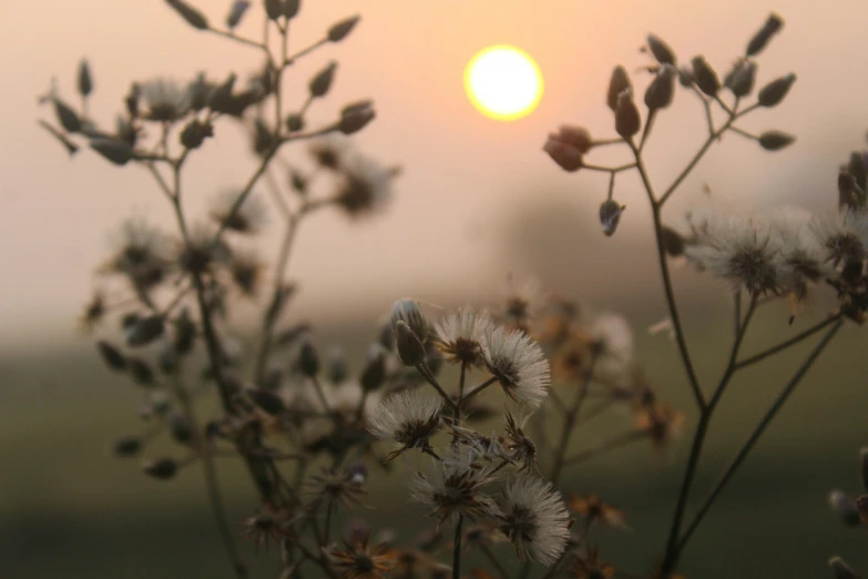a sun set behind some pretty flowers with little petals