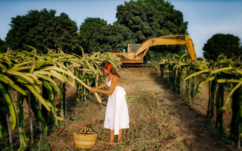 woman in white dress standing on farm next to cornfield