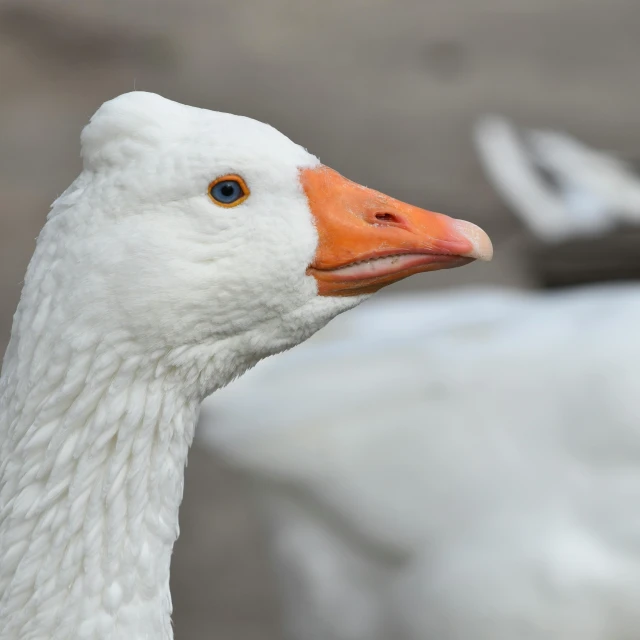 a close up po of a duck's head with one eye open