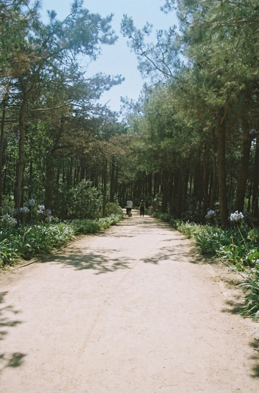 a dirt road with many trees and flowers