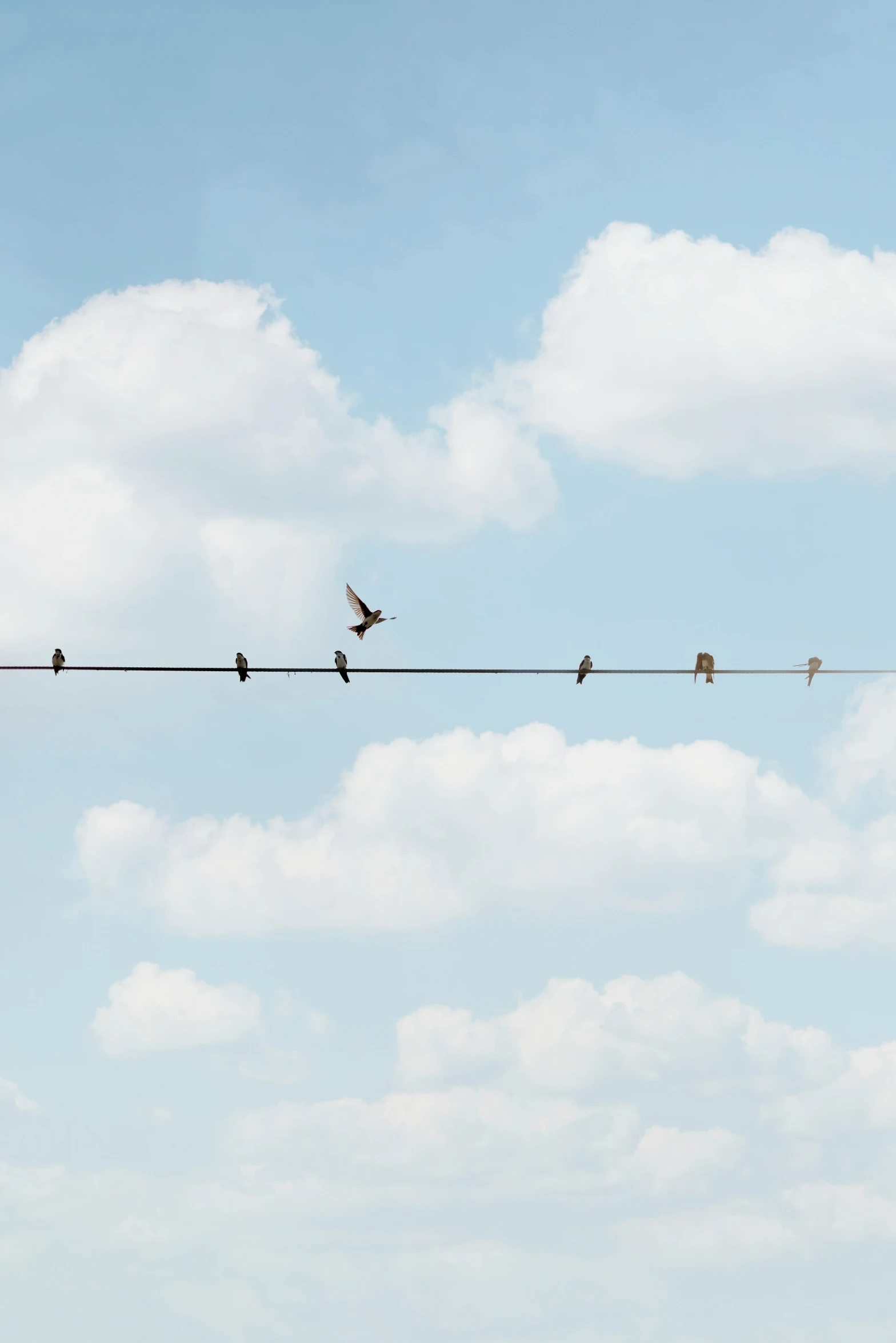 several birds are perched on an electrical wire