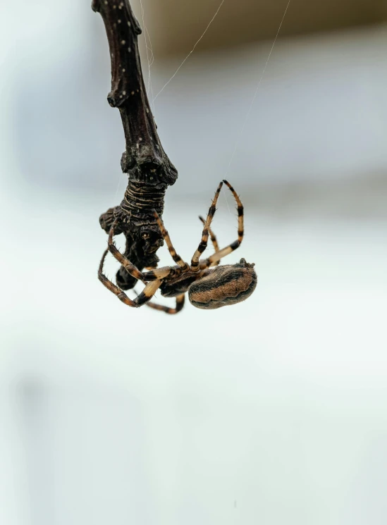 a spider hanging upside down from its web