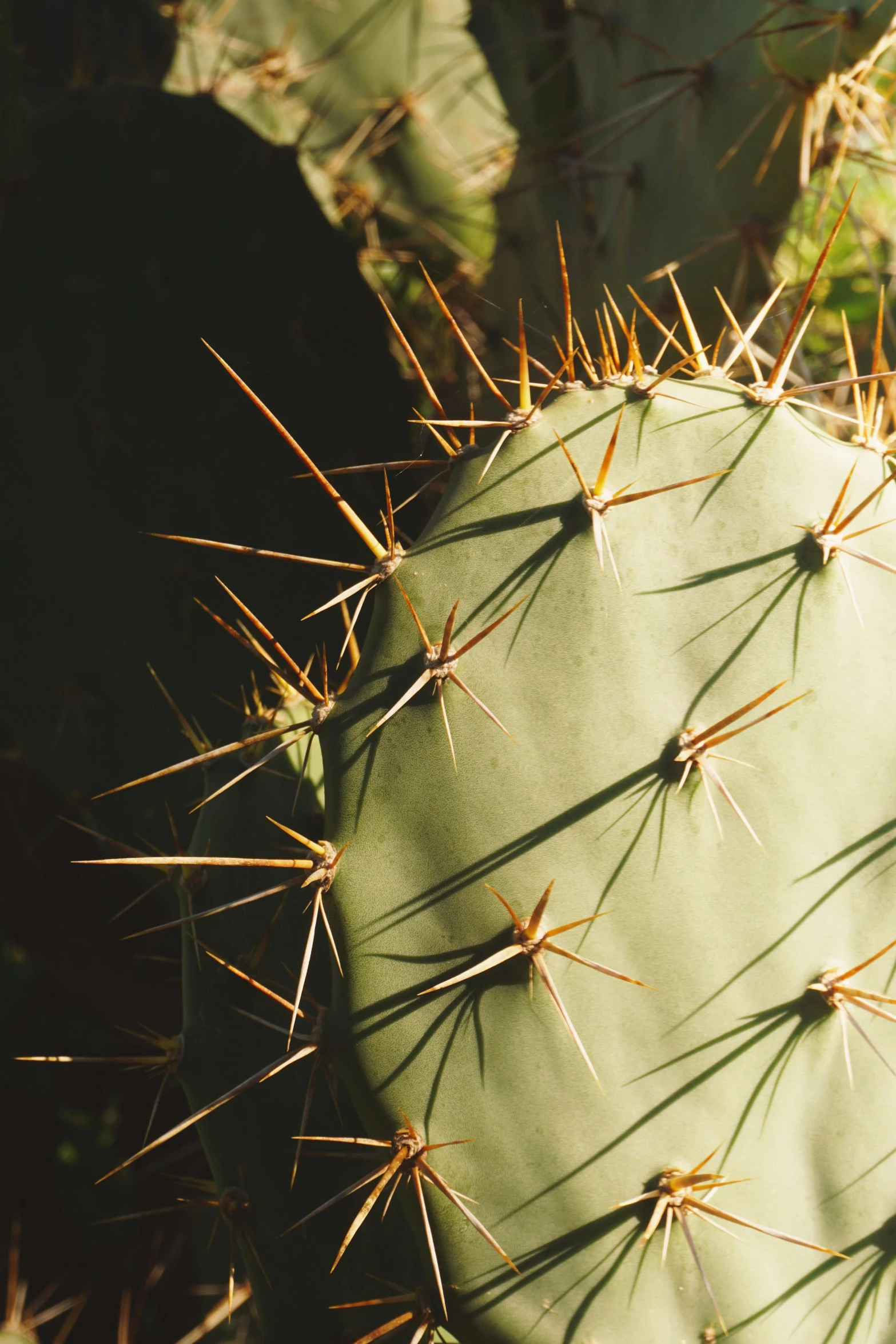 closeup on the cactus plant's bright green leaves