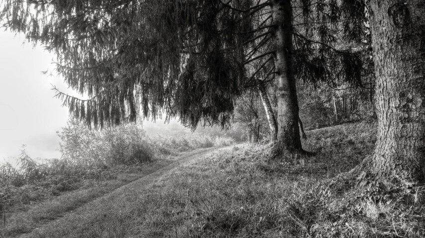 fog is hanging over trees and bushes near the ground