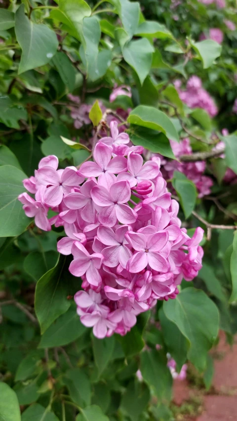 a group of pretty purple flowers blooming in the sunlight