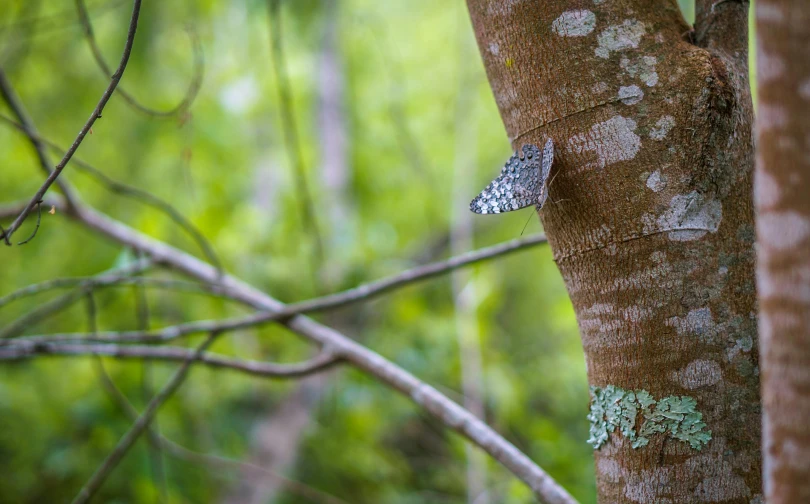 a bird perched on the side of a tree