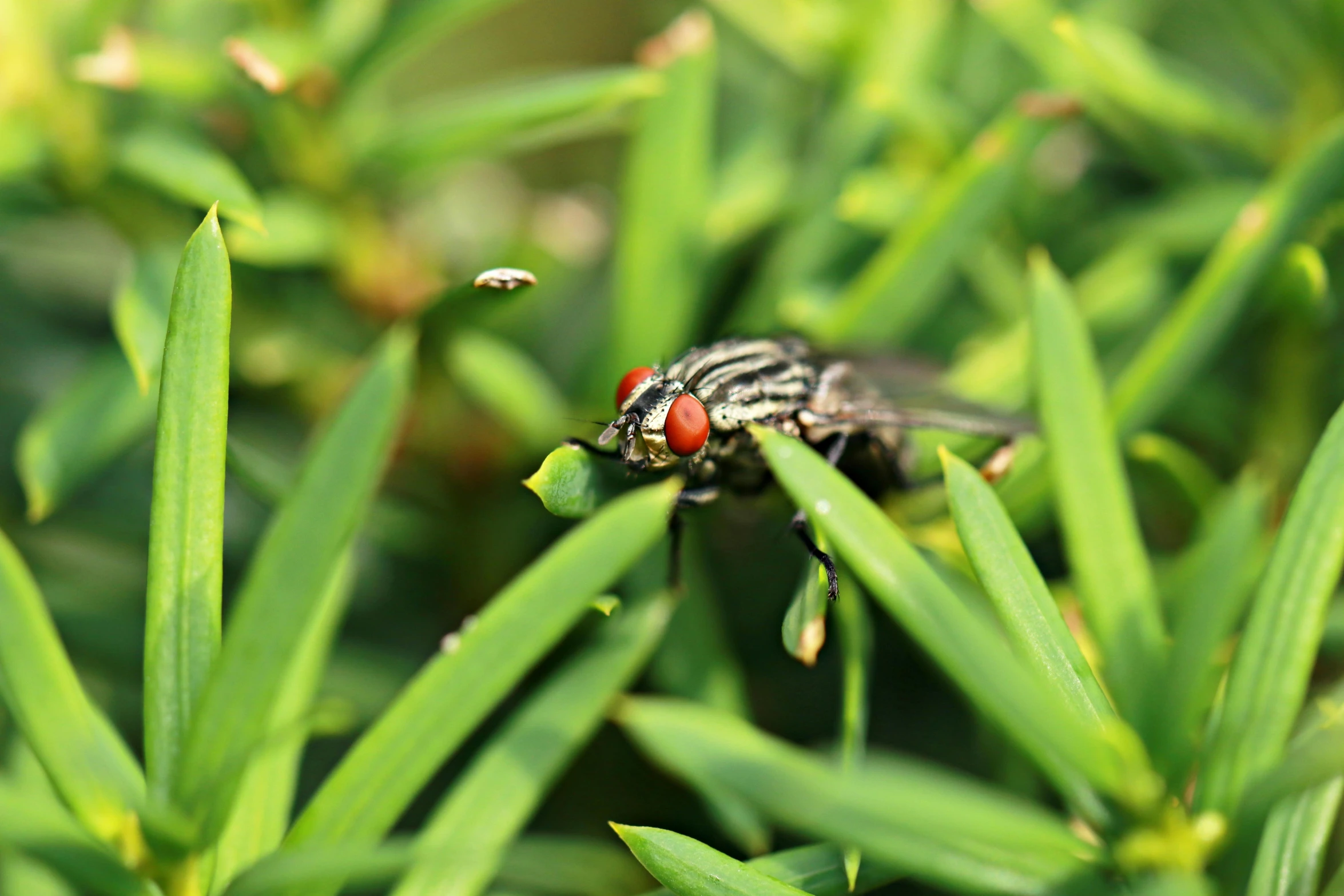 a close up of the back side of a insect on grass