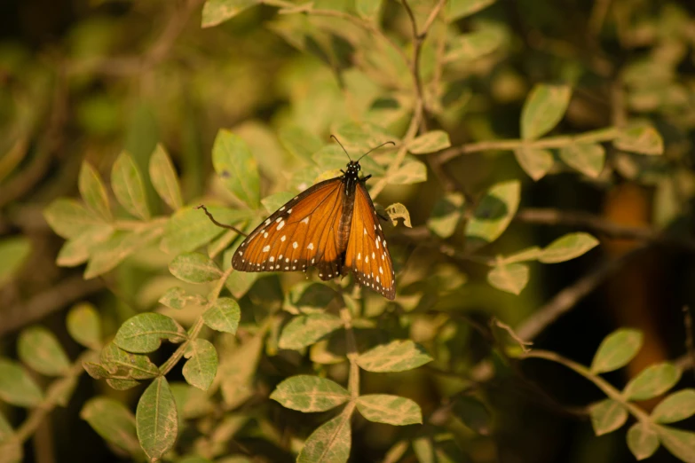 a erfly is sitting on top of a tree