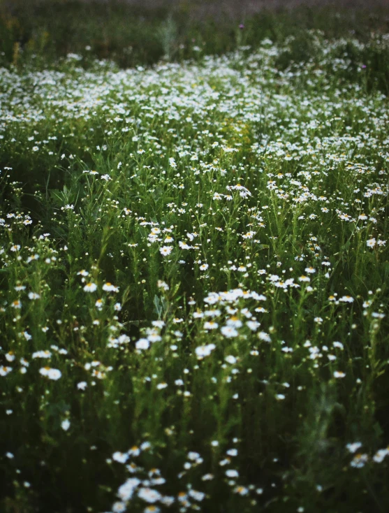 white flowers in a grass field near water