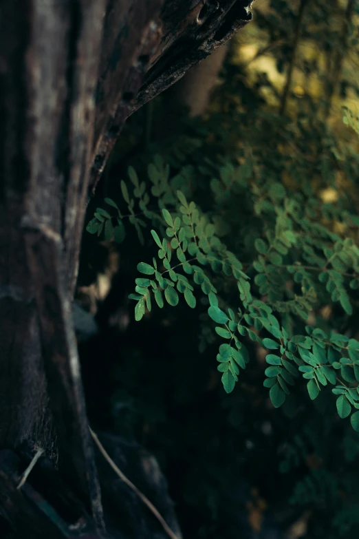 a green plant hanging from a tree with other trees