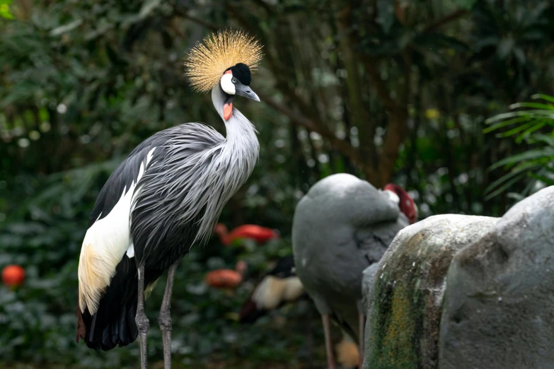 a large grey and white bird standing on top of a rock