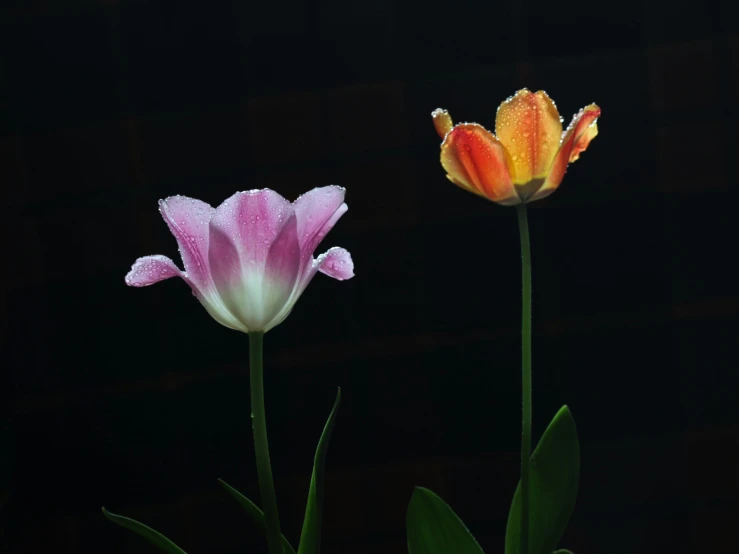 a group of three flowers on a black background