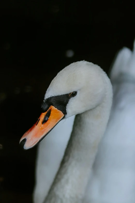 a close up of a white swan on the ground