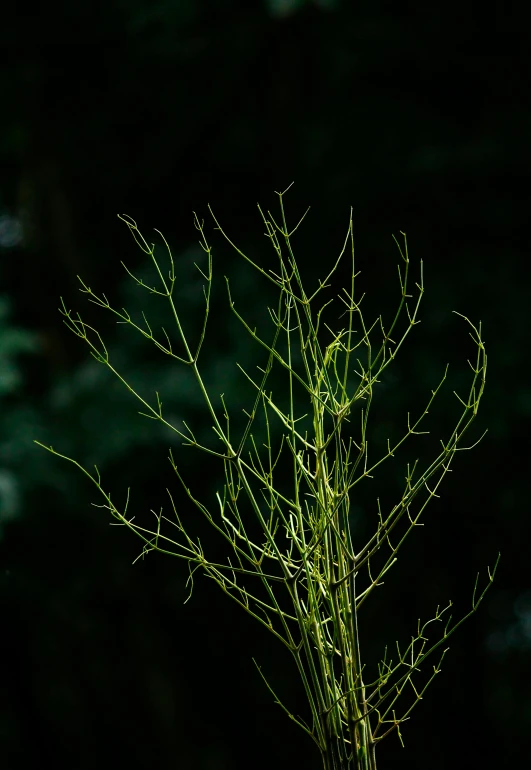 a leaf with green stems in the night sky