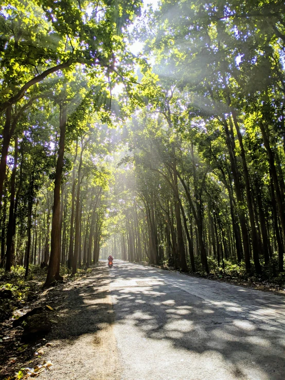 sunbeams on the tree - lined trees create an eye catcher for the road