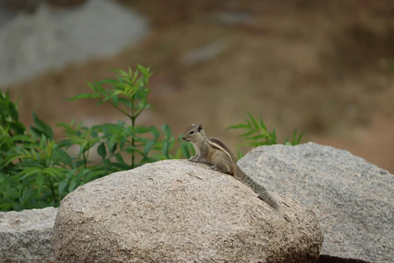 small lizard sitting on top of a rock