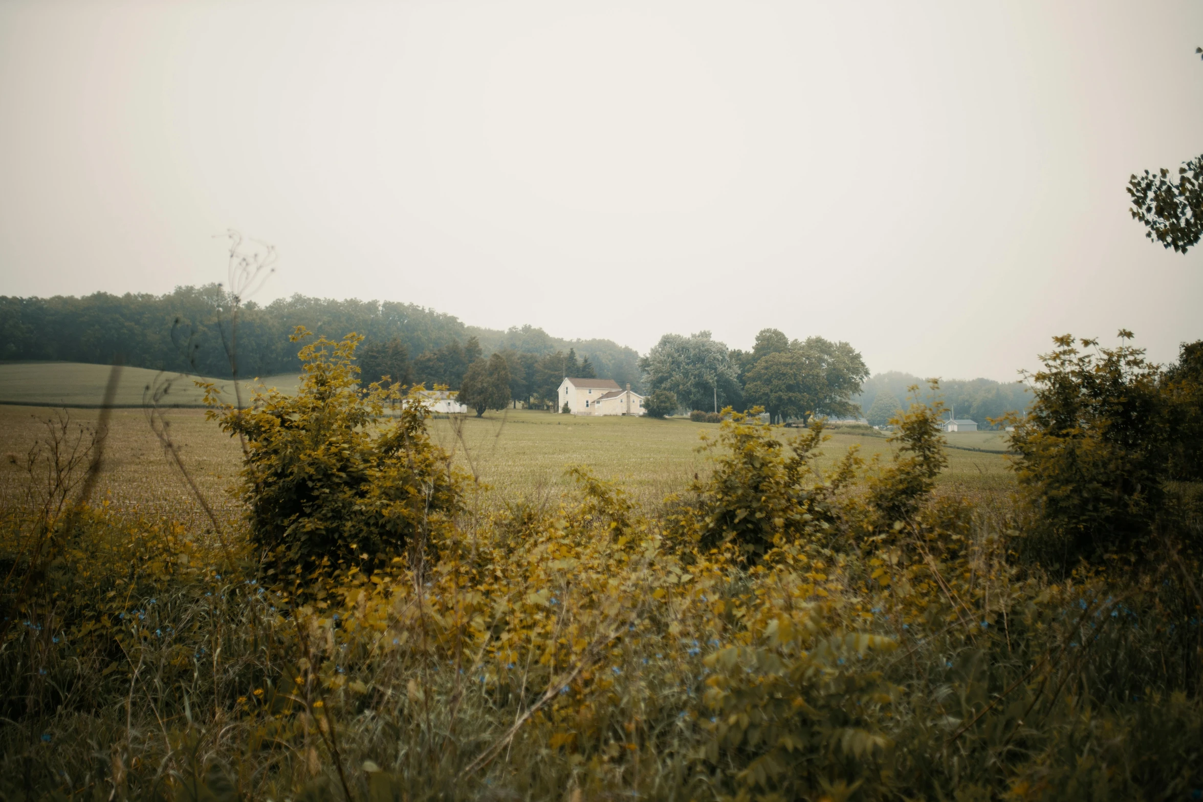 a home in the distance, through a field of tall grass