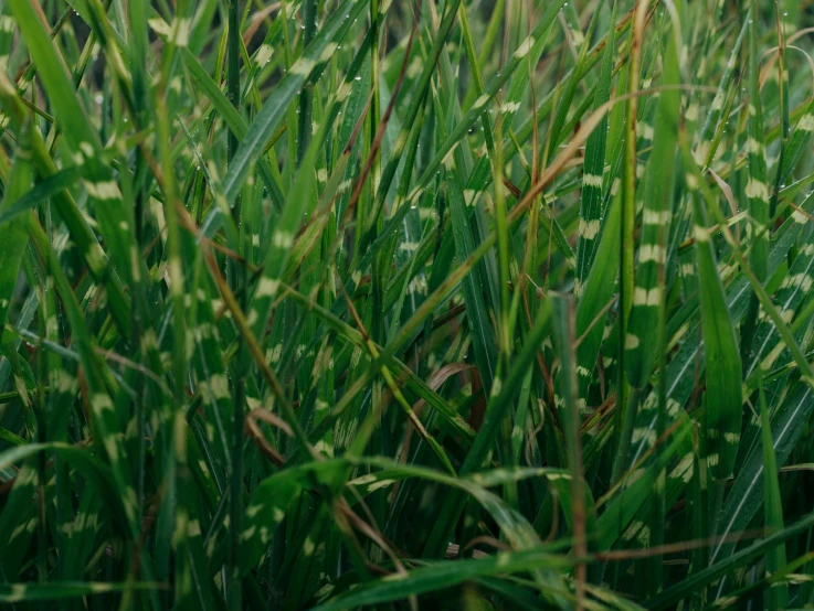 long green grass with small white dots