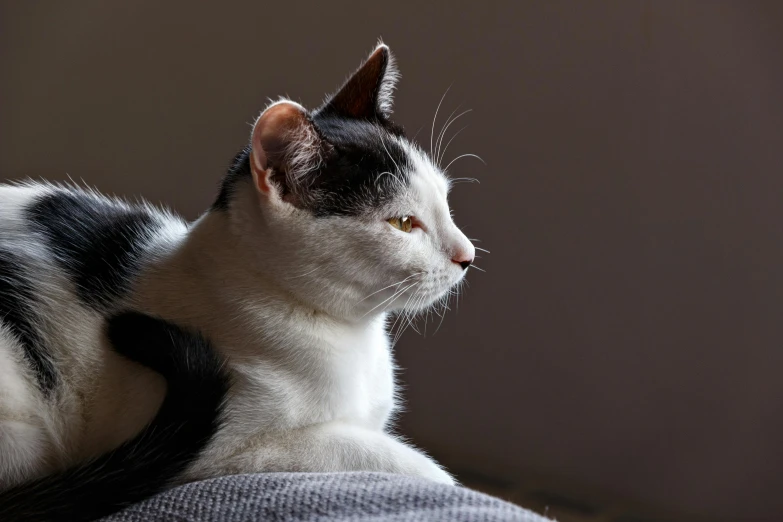 a cat is sitting on the couch looking away