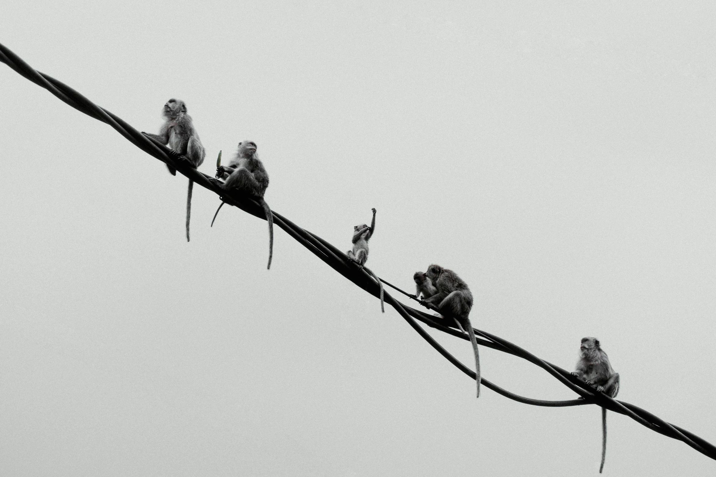 birds sitting on power lines on a foggy day