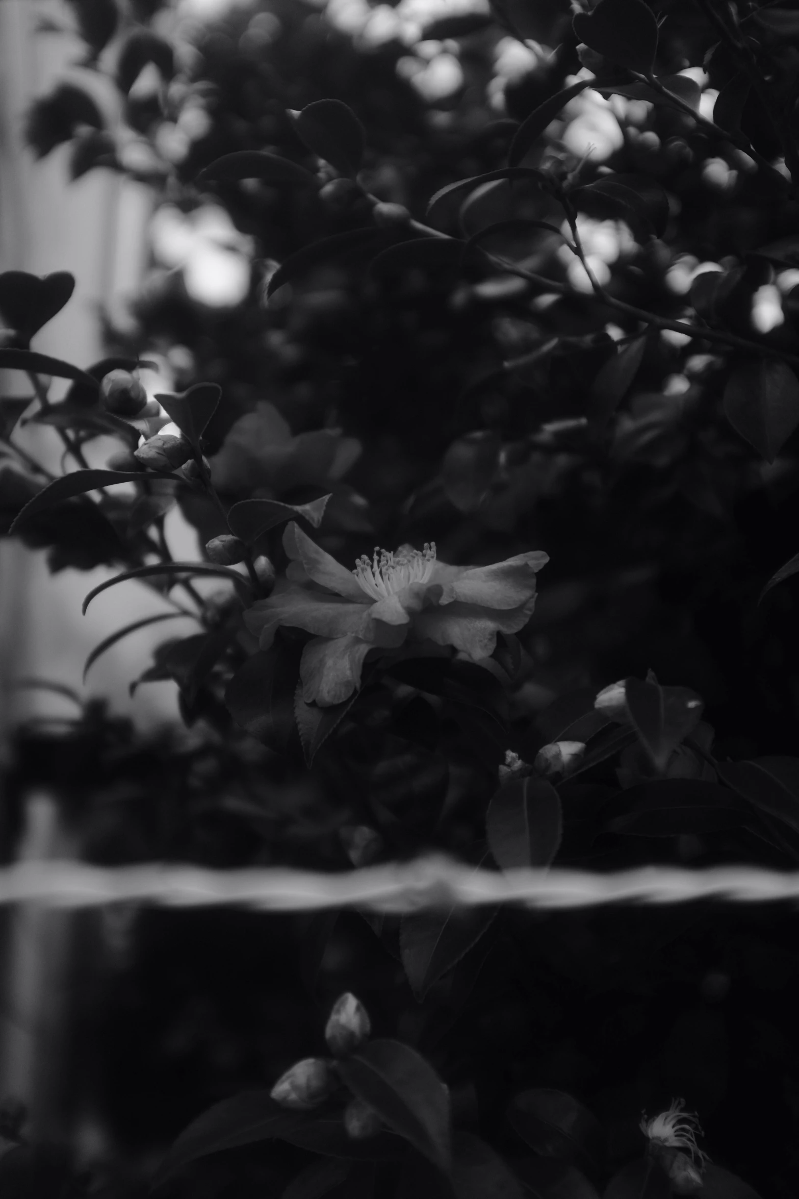 a black and white po of a plant