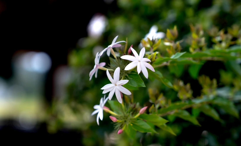 the small white flowers are blooming among the green foliage