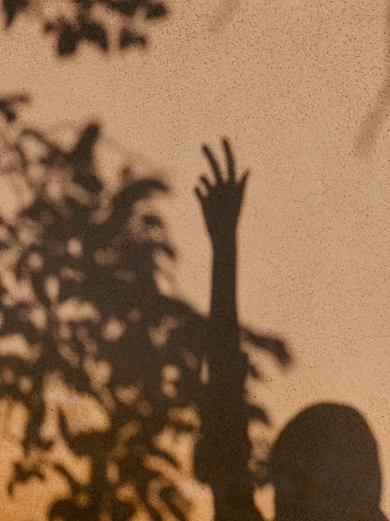 shadow of hand on wall above tree on pavement