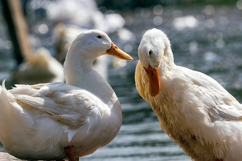 two ducks sitting together in a pond