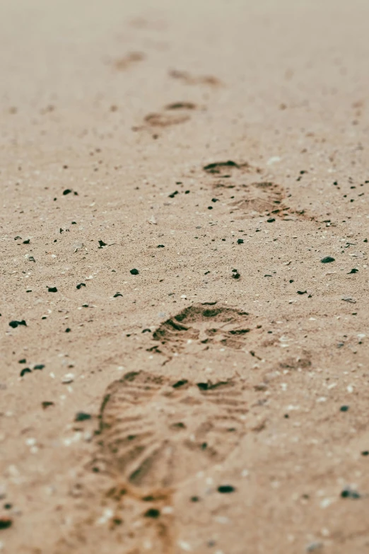 an animal footprints on the sand of a beach