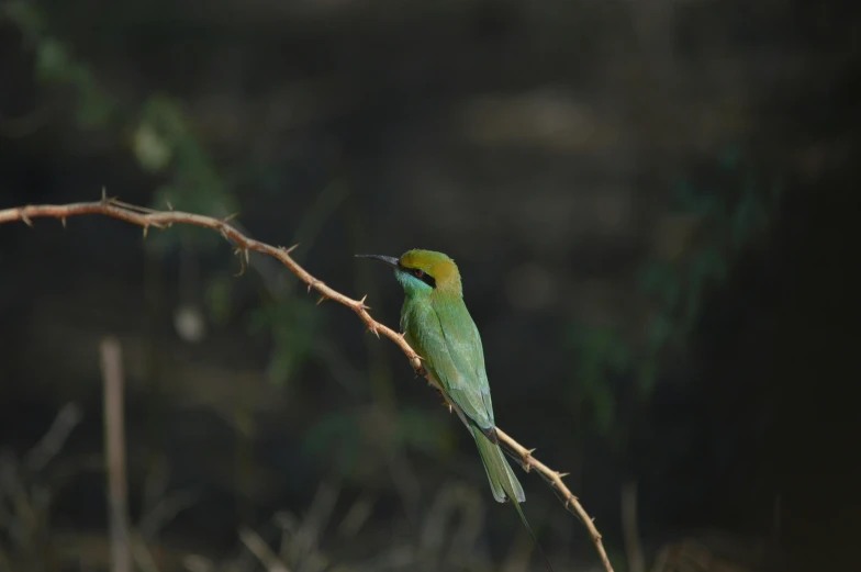 a yellow and green bird is perched on a tree nch