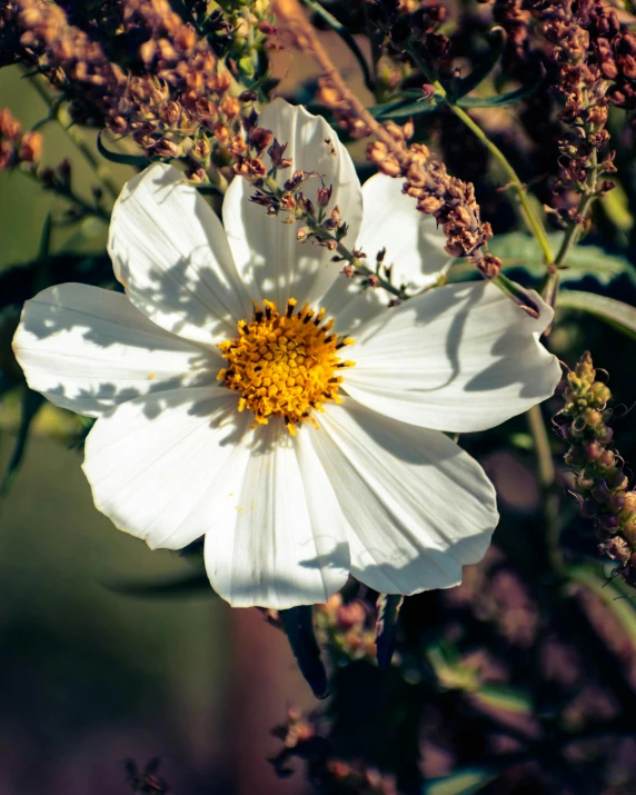 this is a small white flower with yellow center