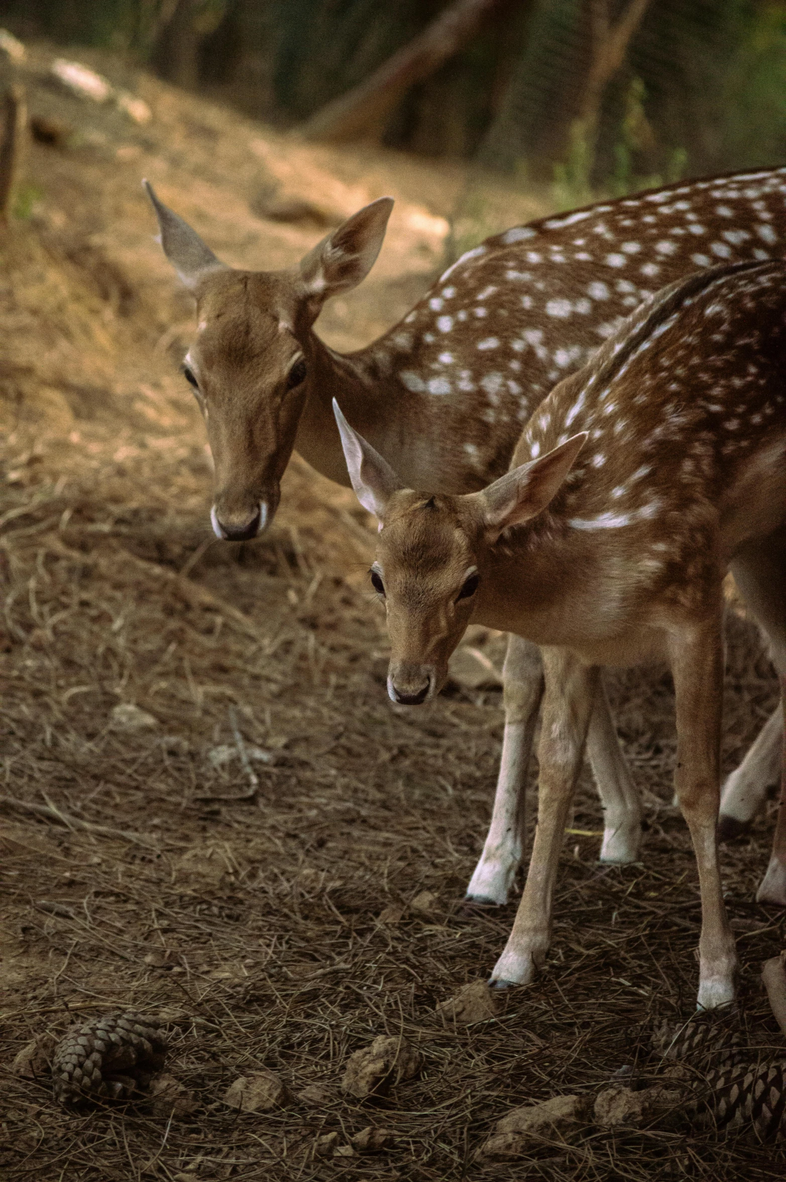 two deer on the side of a dirt hill