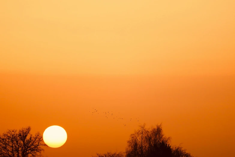 a beautiful sun setting over a forest as birds fly